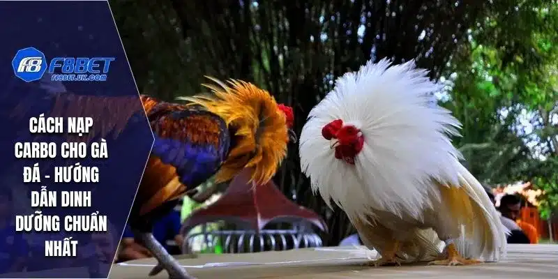 Cách Nạp Carbo Cho Gà Đá
