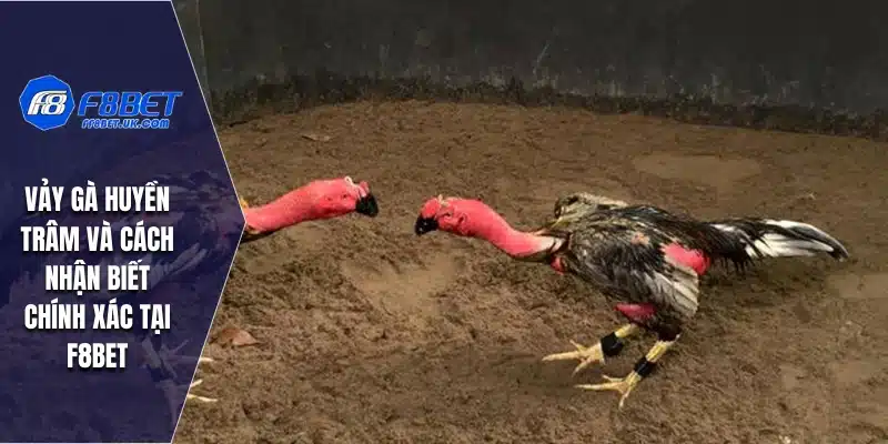 Vảy Gà Huyền Trâm